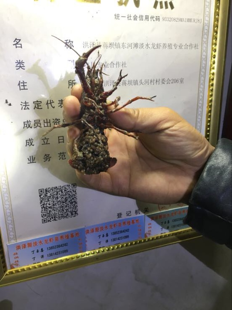 虾苗人工养殖种苗