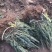 薰衣草种苗