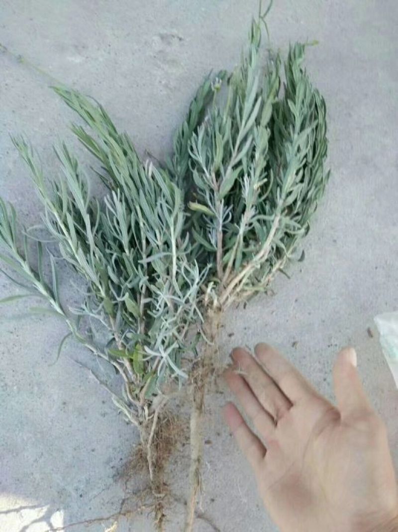 薰衣草种苗