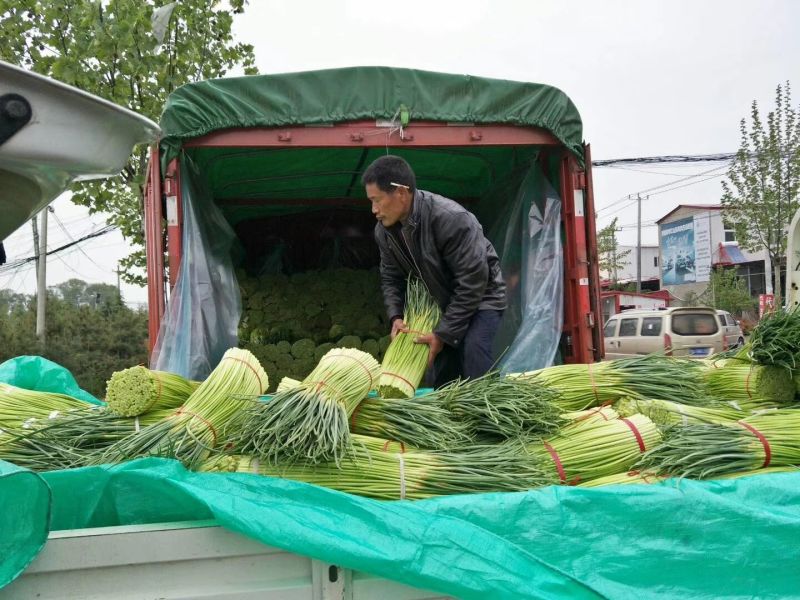 精品蒜薹河南红帽蒜薹产地直发可加工分拣量大从优