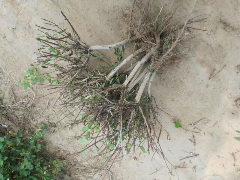 金银花苗20~30cm