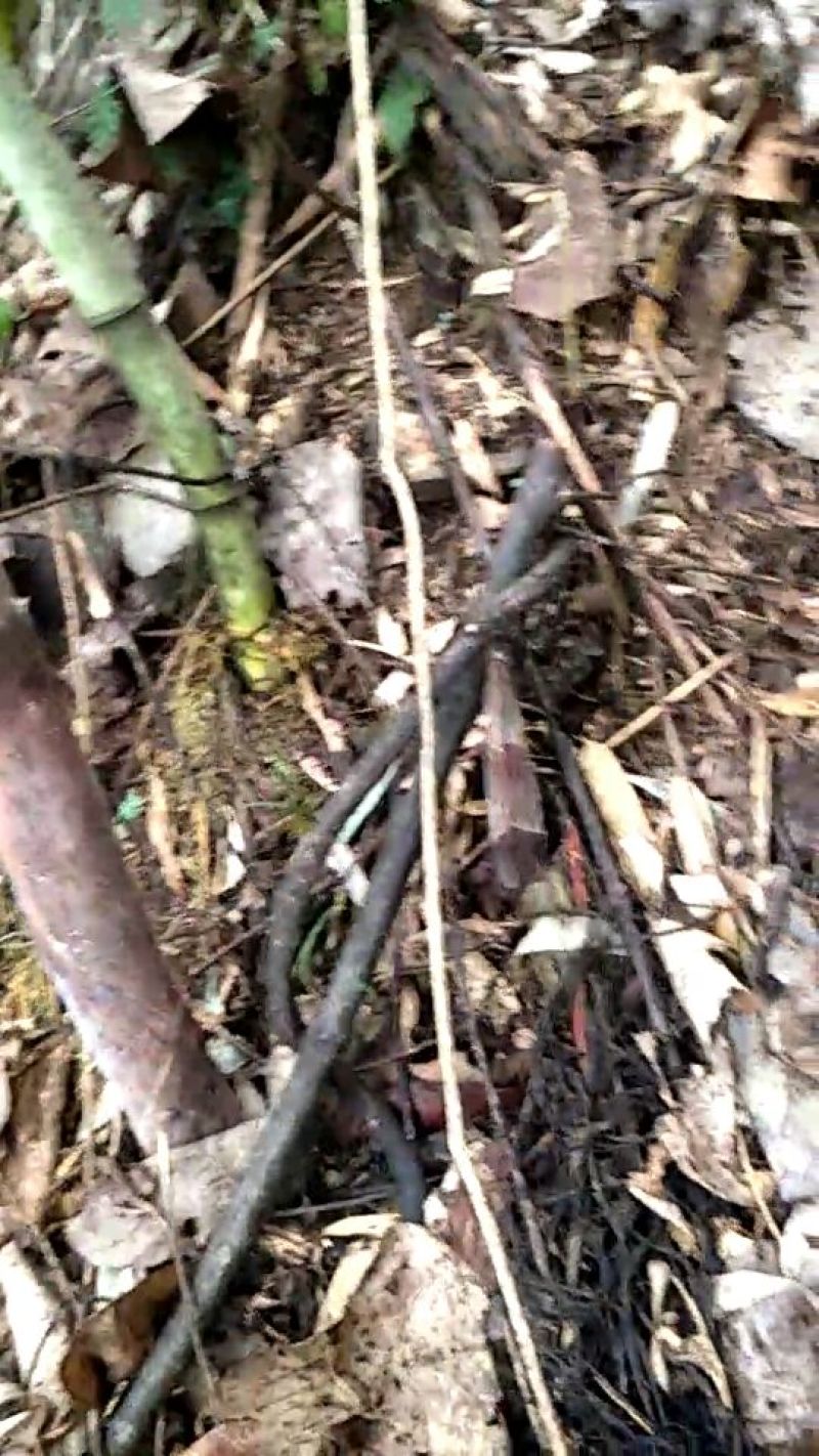 干竹笋13~17cm