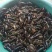 小龙虾小龙虾主养4-6钱（20-30克）食用活虾
