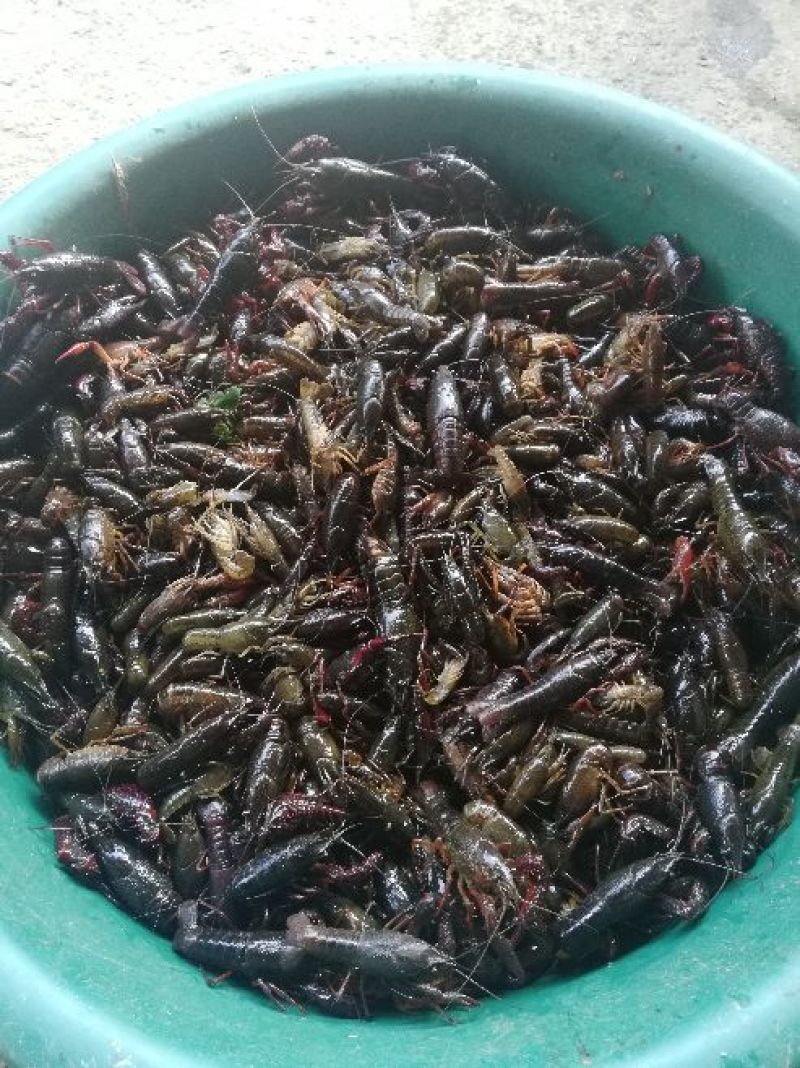 小龙虾小龙虾主养4-6钱（20-30克）食用活虾