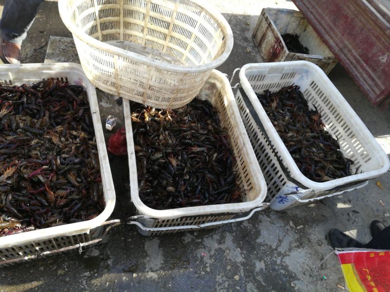 小龙虾小龙虾主养4-6钱（20-30克）食用活虾