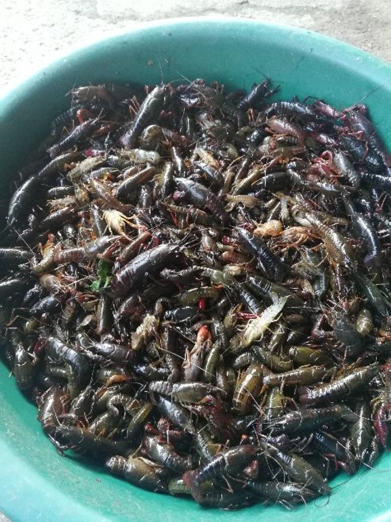 小龙虾小龙虾主养4-6钱（20-30克）食用活虾