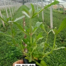 马鞭草，常年供应各种宿根花卉，草花系列，苗木系列