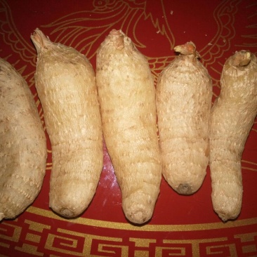 野生天麻一级