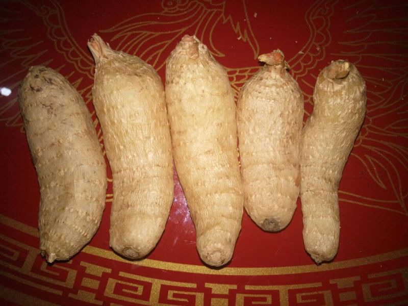 野生天麻一级
