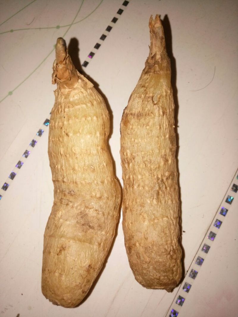 野生天麻一级