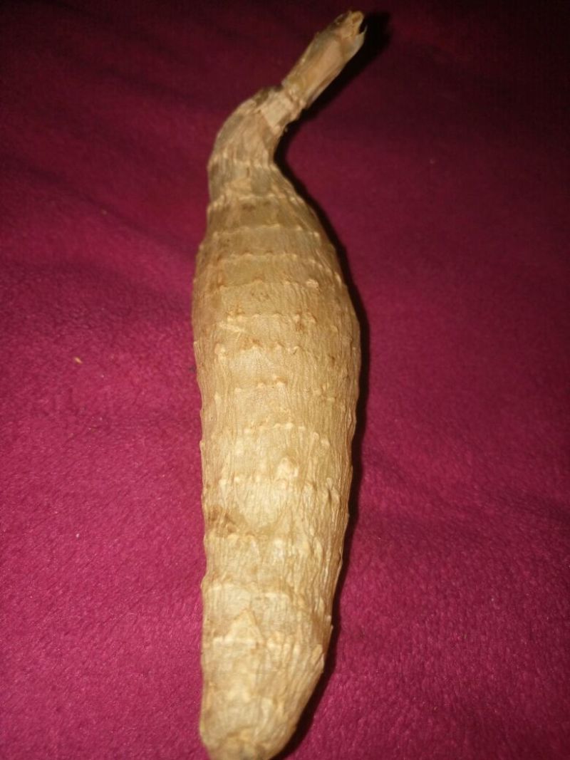 野生天麻一级