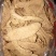 野生天麻一级