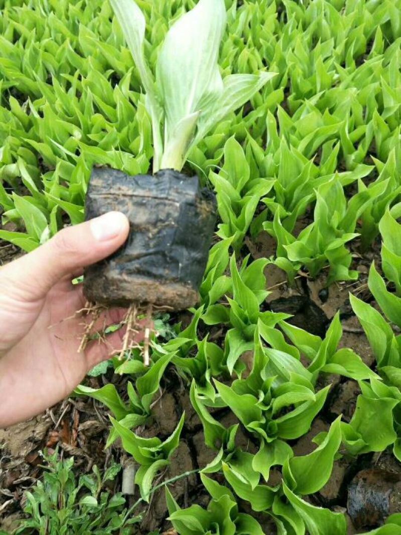 玉簪，金边玉簪，白玉簪，紫玉簪，基地直销大量有货