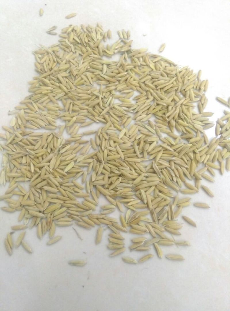 黄华占水稻1级