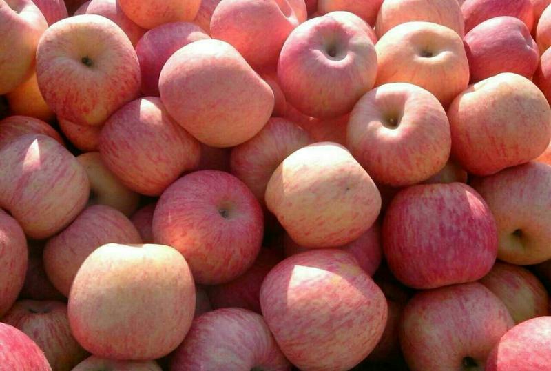 红富士苹果山东苹果脆甜果面光产地一手货源全国发货