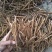 赤芍两年赤芍苗，基地供应，药用种苗，可绿化