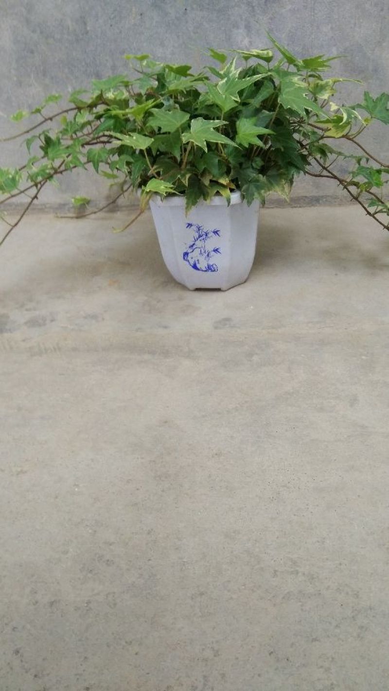 常春藤盆花含盆30~60cm