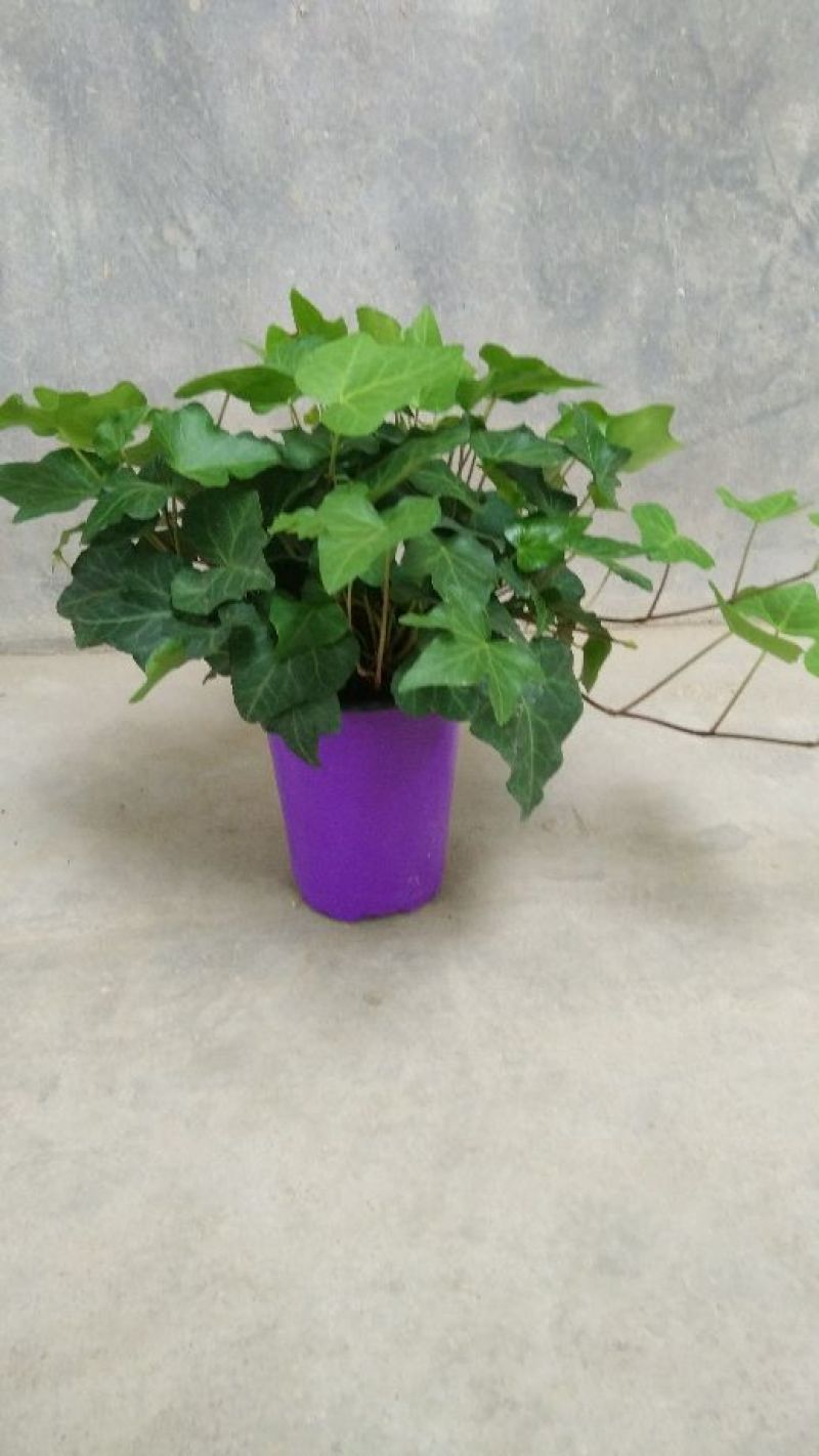常春藤盆花含盆30~60cm