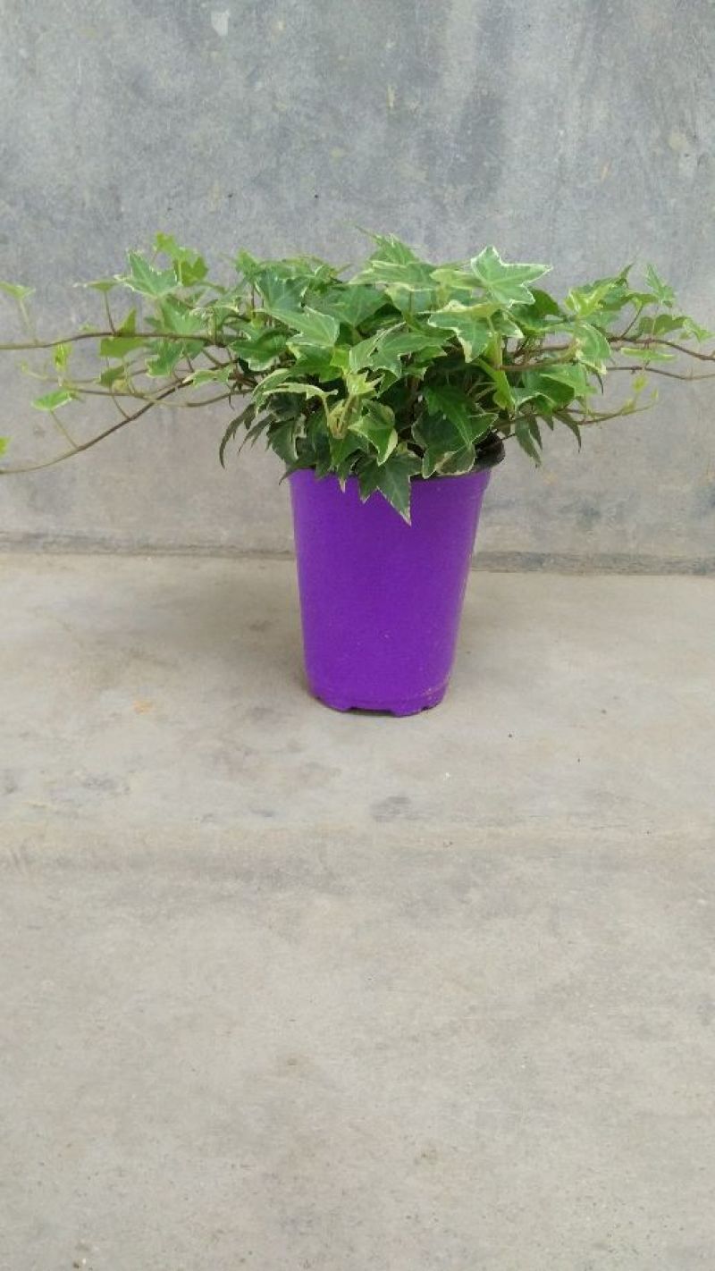 常春藤盆花含盆30~60cm