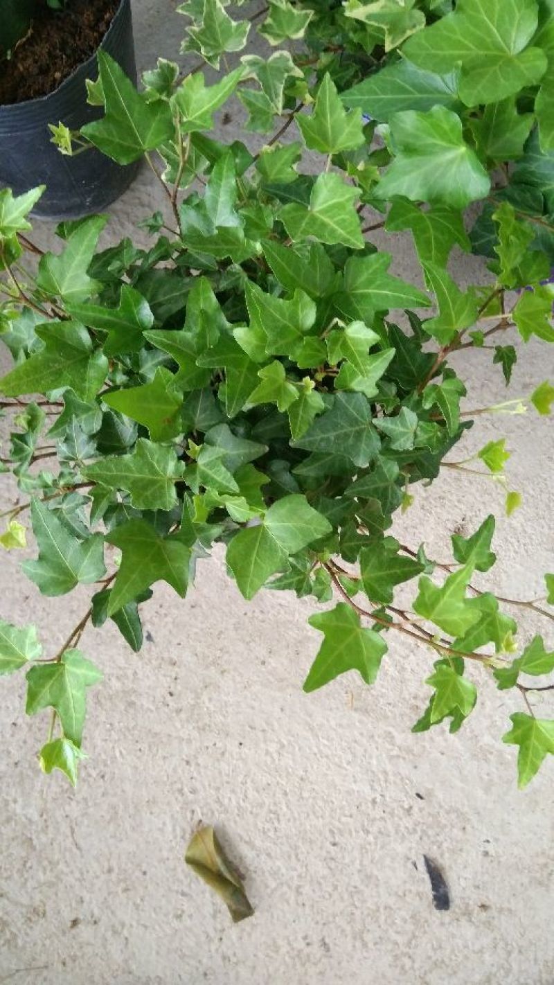 常春藤盆花含盆30~60cm