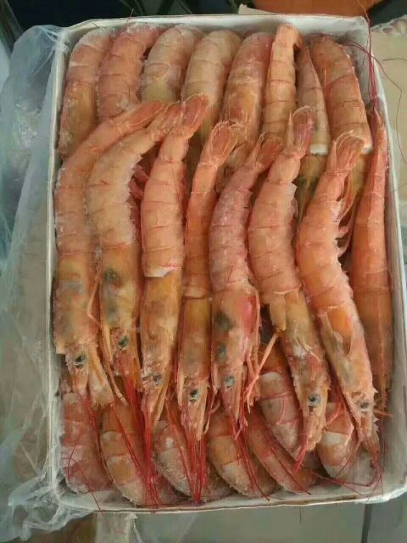 阿根廷红虾L1