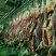 汶川茂源种植养殖，大量批鲜牦牛肉，牧场实力供货，一手货源
