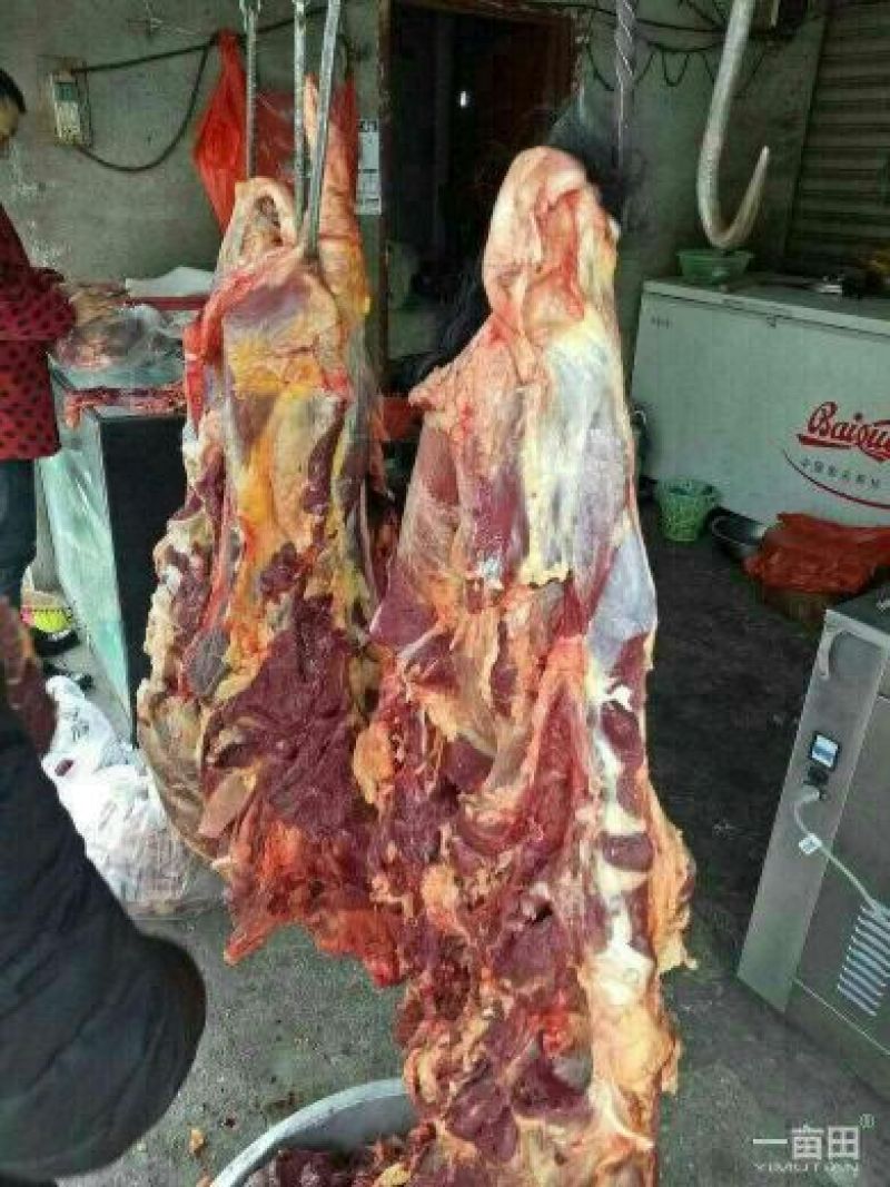 汶川茂源种植养殖，大量批鲜牦牛肉，牧场实力供货，一手货源