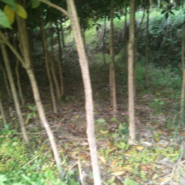 桂花苗30cm以下