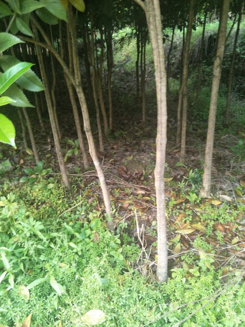桂花苗30cm以下