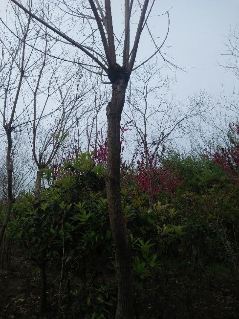 乌桕3.5~4m16~18cm