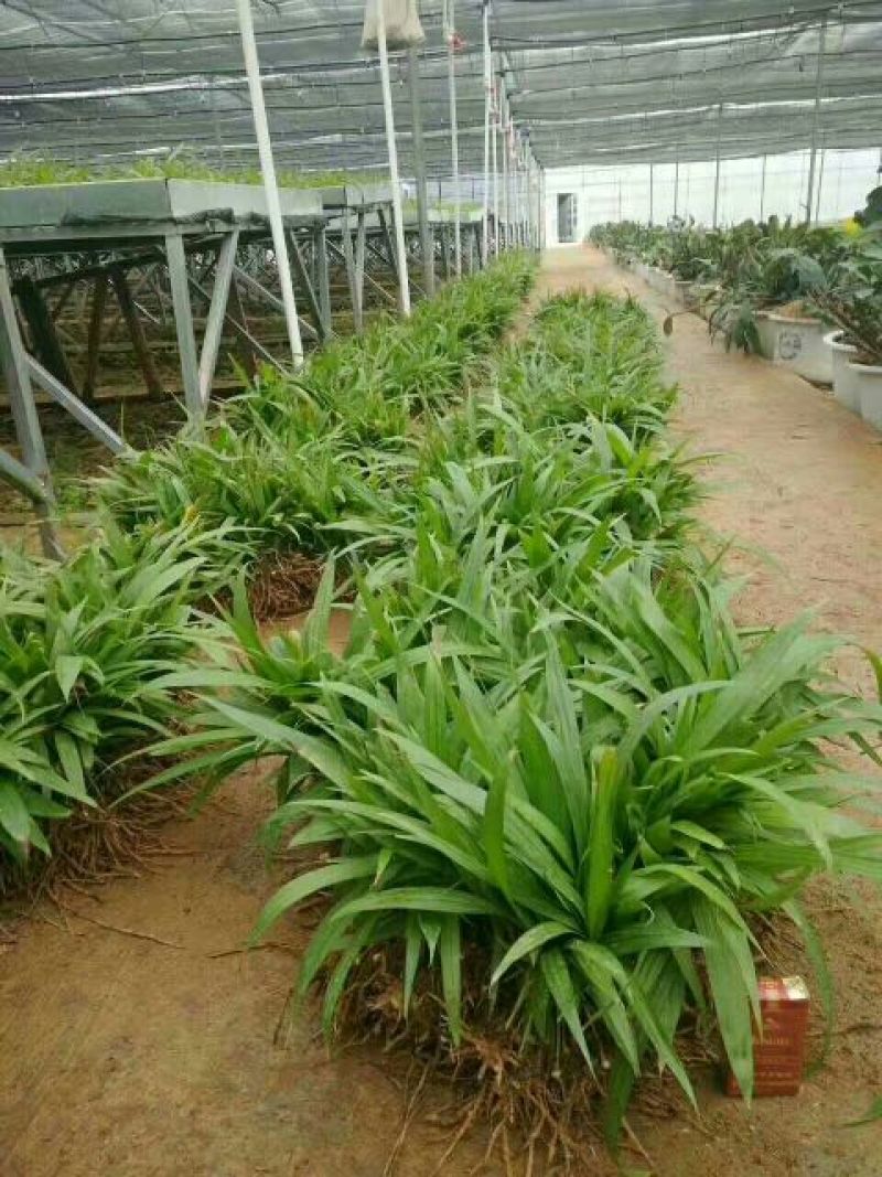 三叉白芨种苗20~30cm