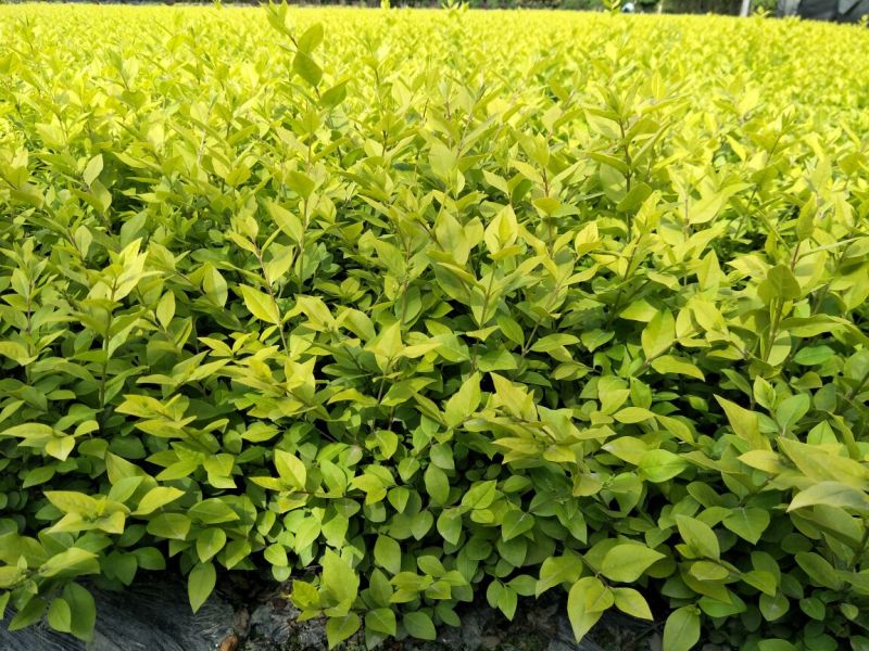 金叶女贞4cm以下