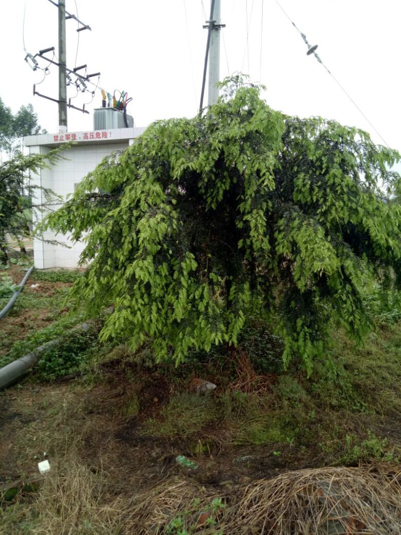 眉山南方红豆杉8~15cm4~6cm2.5~3米