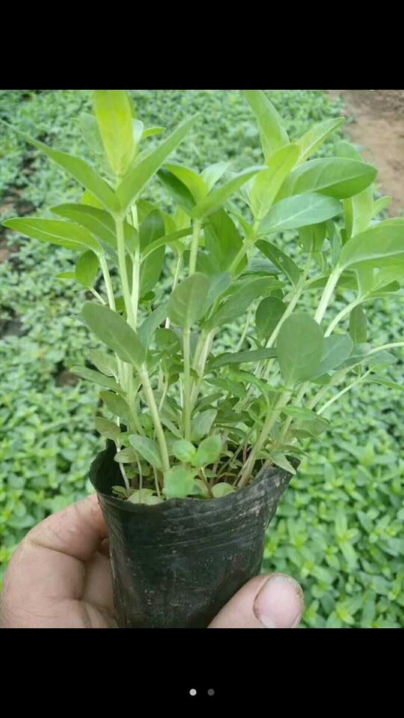 千屈菜山东青州基地直销大量有货质量好价格低