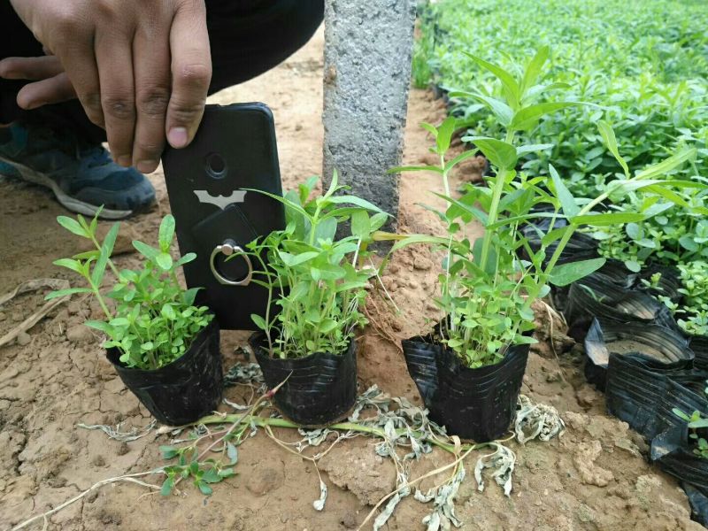 千屈菜山东青州基地直销大量有货质量好价格低