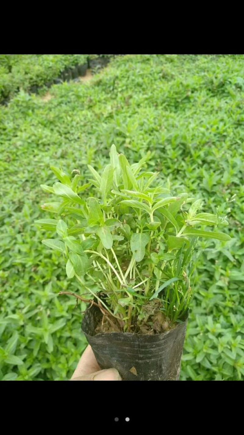 千屈菜山东青州基地直销大量有货质量好价格低