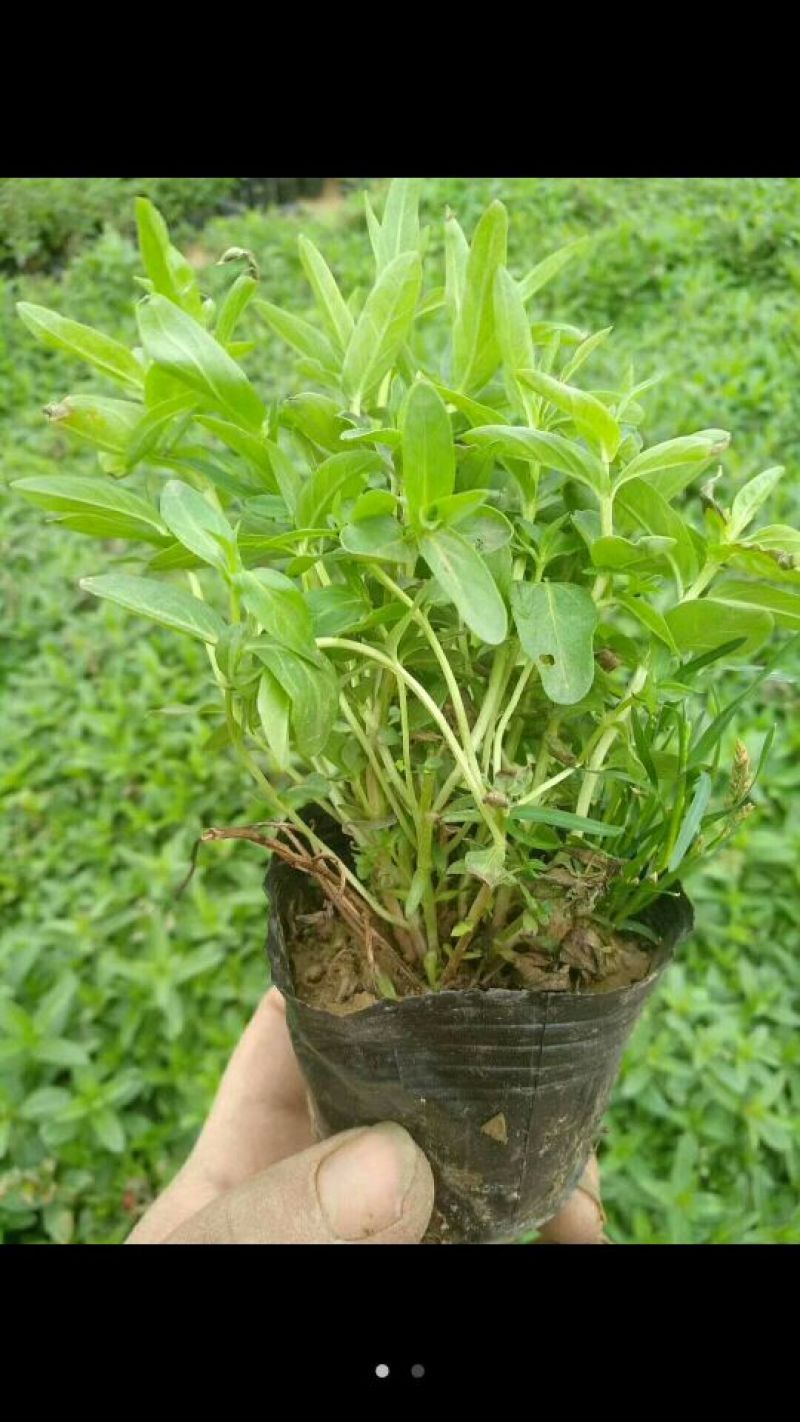 千屈菜山东青州基地直销大量有货质量好价格低