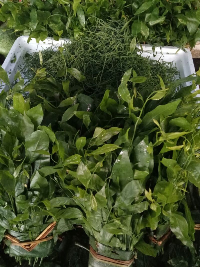 叶用甜菜花和叶都很好吃