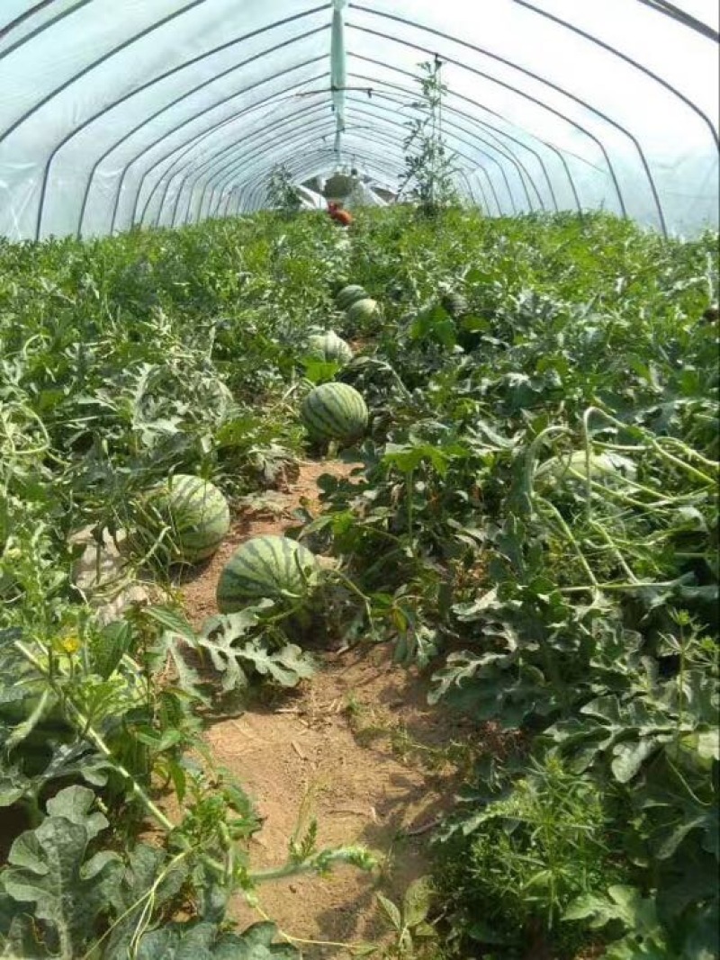 夏邑县美都无籽西瓜，大棚种植.基地直供。