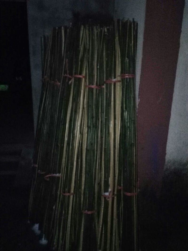 斑竹1~2m