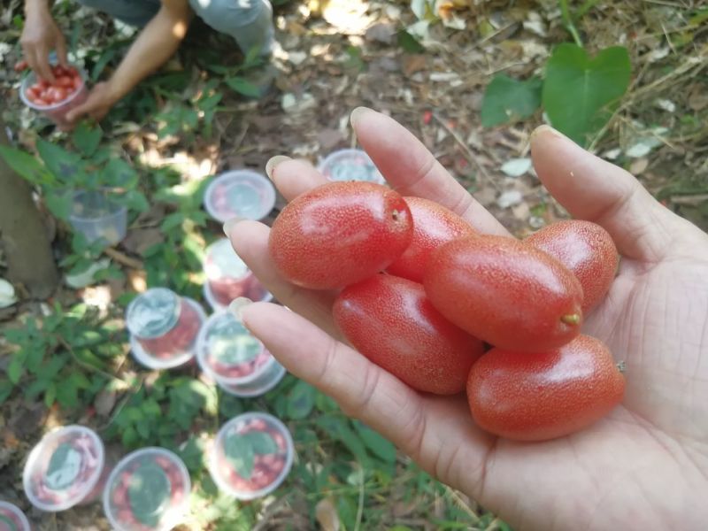 羊奶果