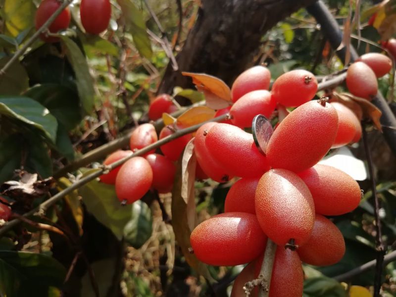 羊奶果