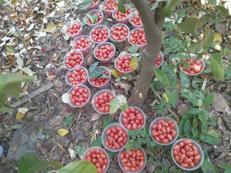 羊奶果