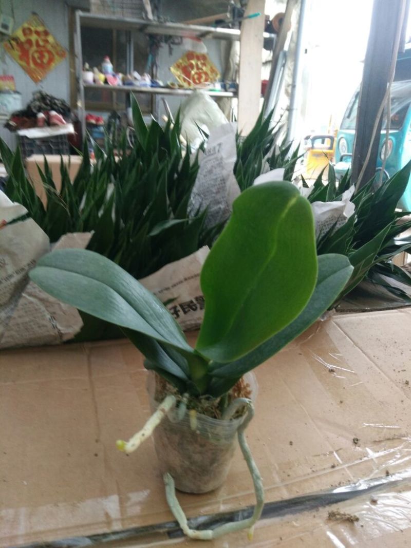 蝴蝶兰