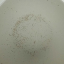 泥鳅苗统货