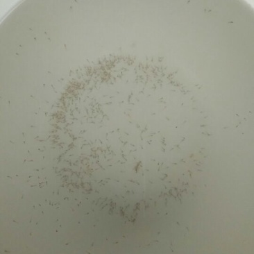 泥鳅苗统货