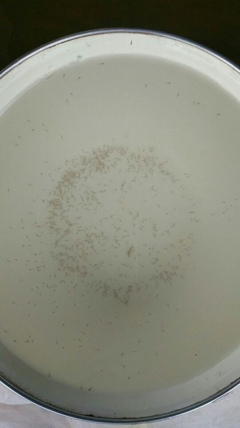 泥鳅苗统货
