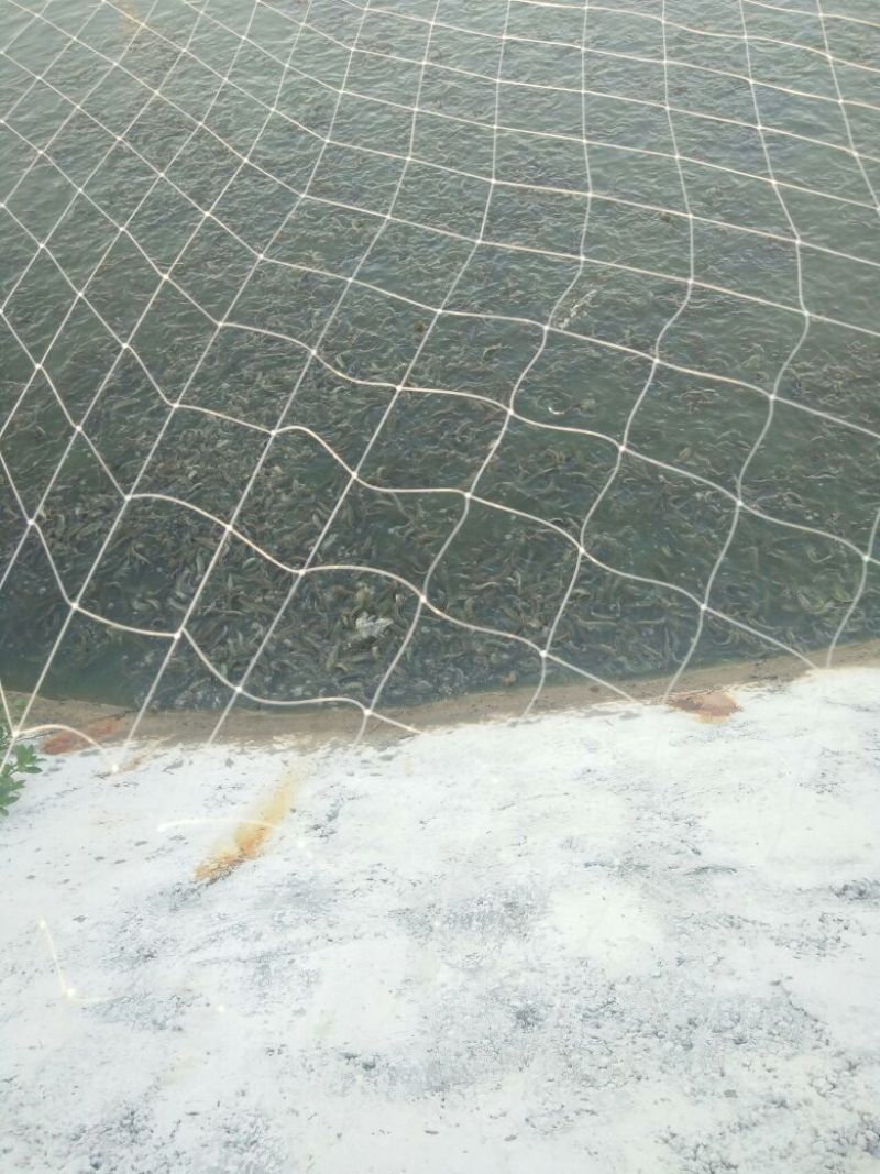 泥鳅苗统货