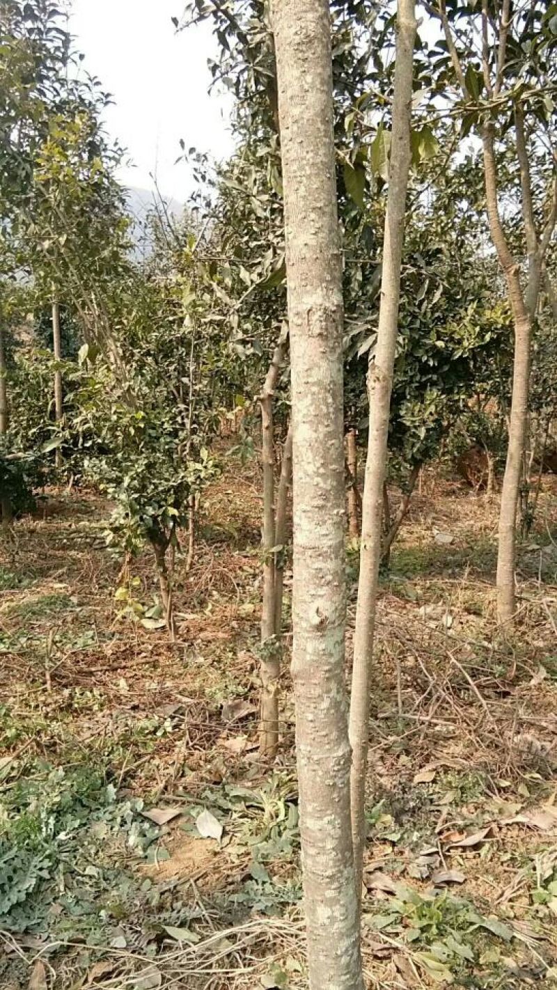 金弹子树桩
