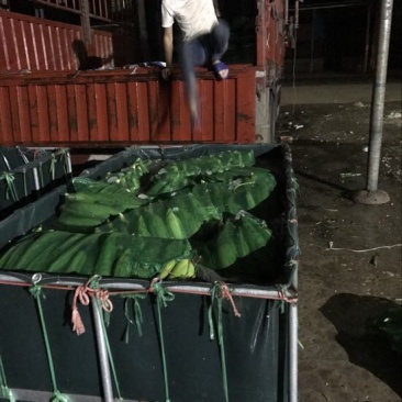糯玉米质量保证